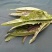 苦菊10~12cm