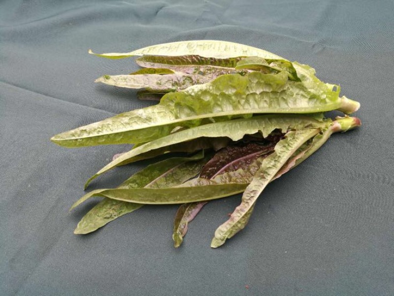 苦菊10~12cm