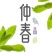 苦菊10~12cm