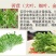 苦菊10~12cm