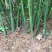 小黄姜5两以上带土