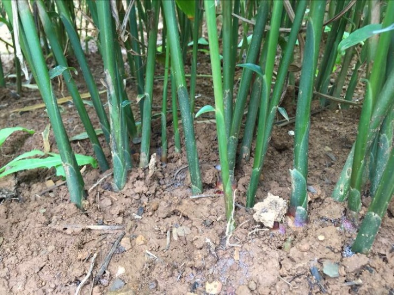 小黄姜5两以上带土