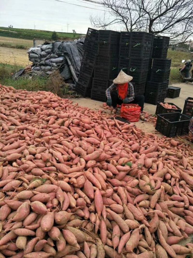 地瓜干袋装片状1年