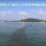 紫菜野生头水