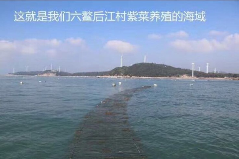 紫菜野生头水