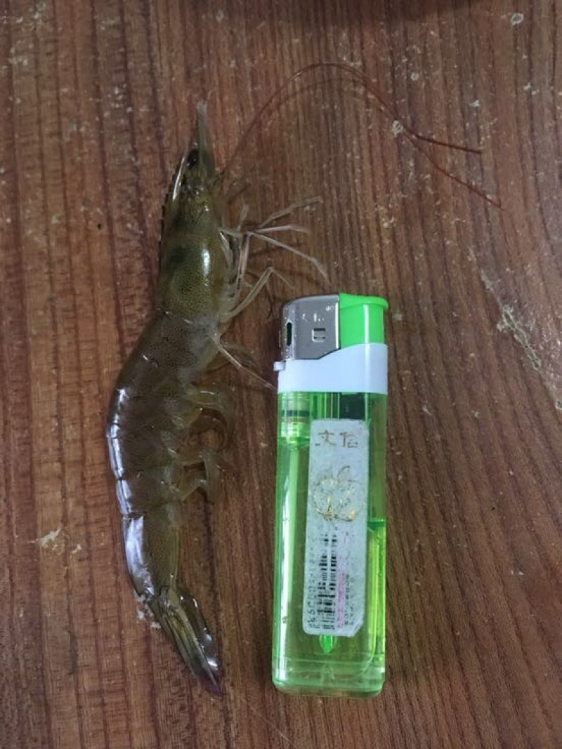 虾干海水虾