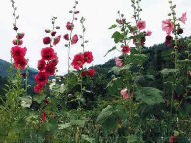 蜀葵种子大花蜀葵籽包发芽免费技术指导回收产品