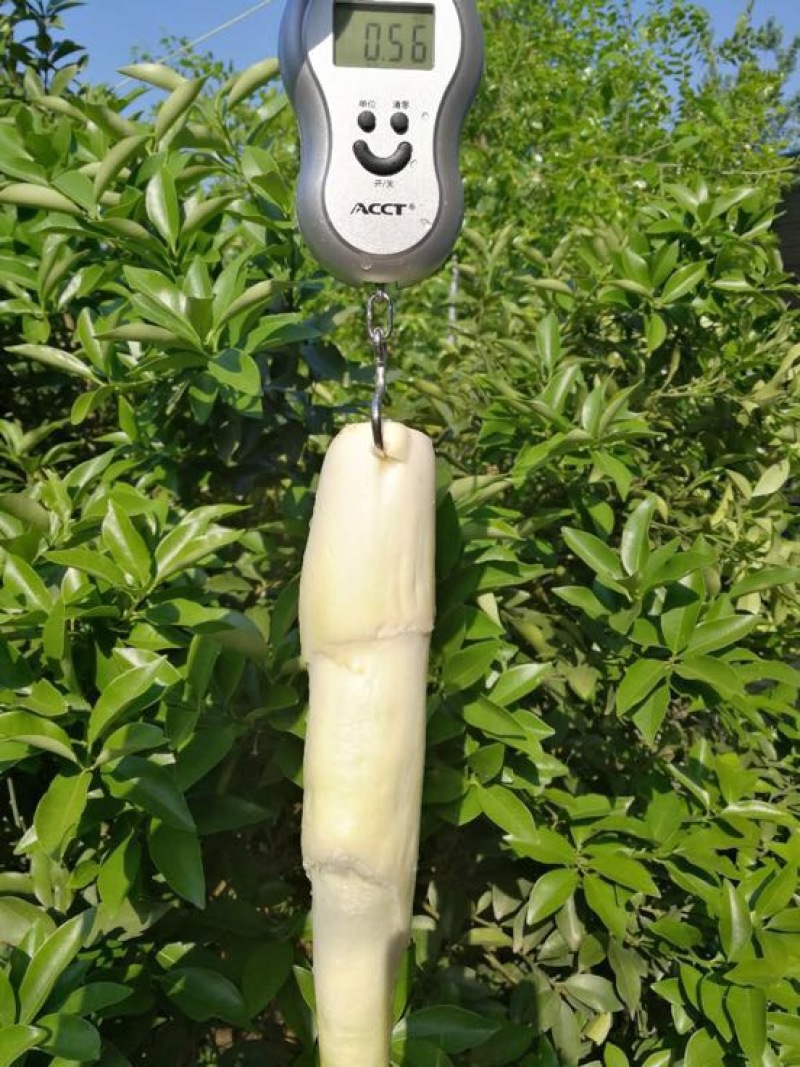 茭白种苗