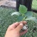黄瓜苗短把密刺大黄瓜苗，水果黄瓜，旱黄瓜苗