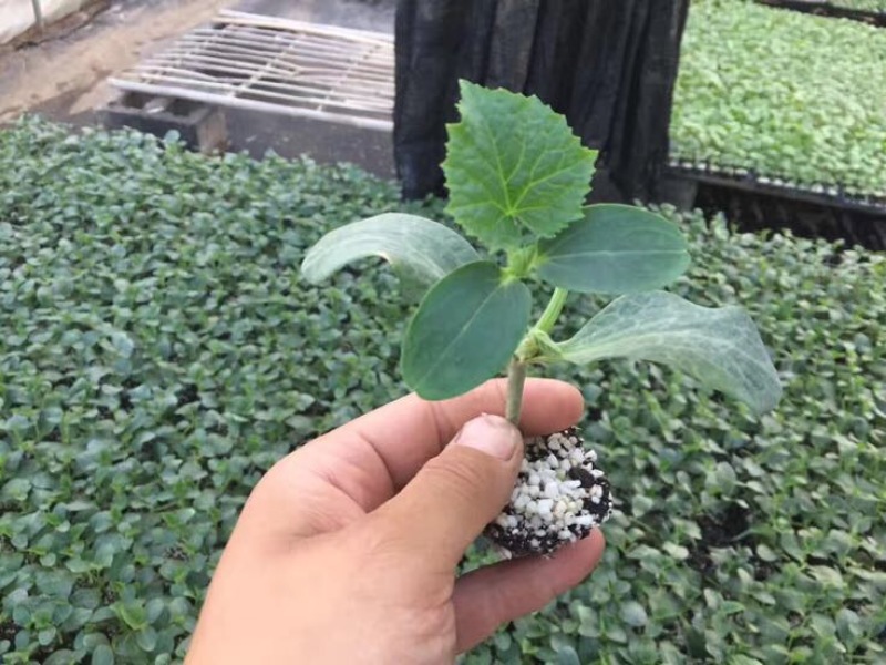 黄瓜苗短把密刺大黄瓜苗，水果黄瓜，旱黄瓜苗