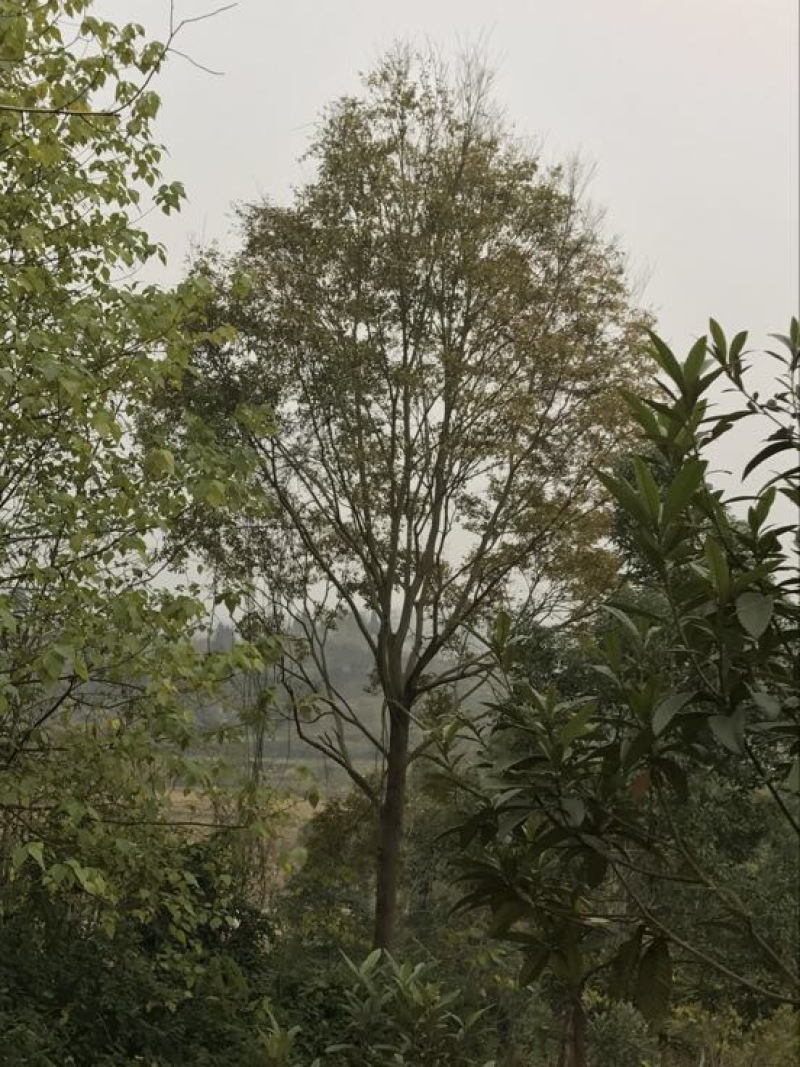 栾树10~12cm14~16cm4米以上