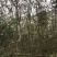 栾树10~12cm14~16cm4米以上