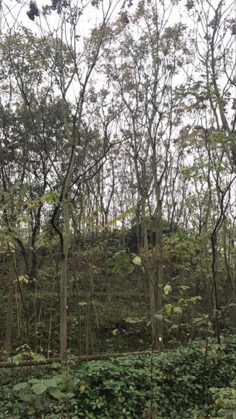 栾树10~12cm14~16cm4米以上