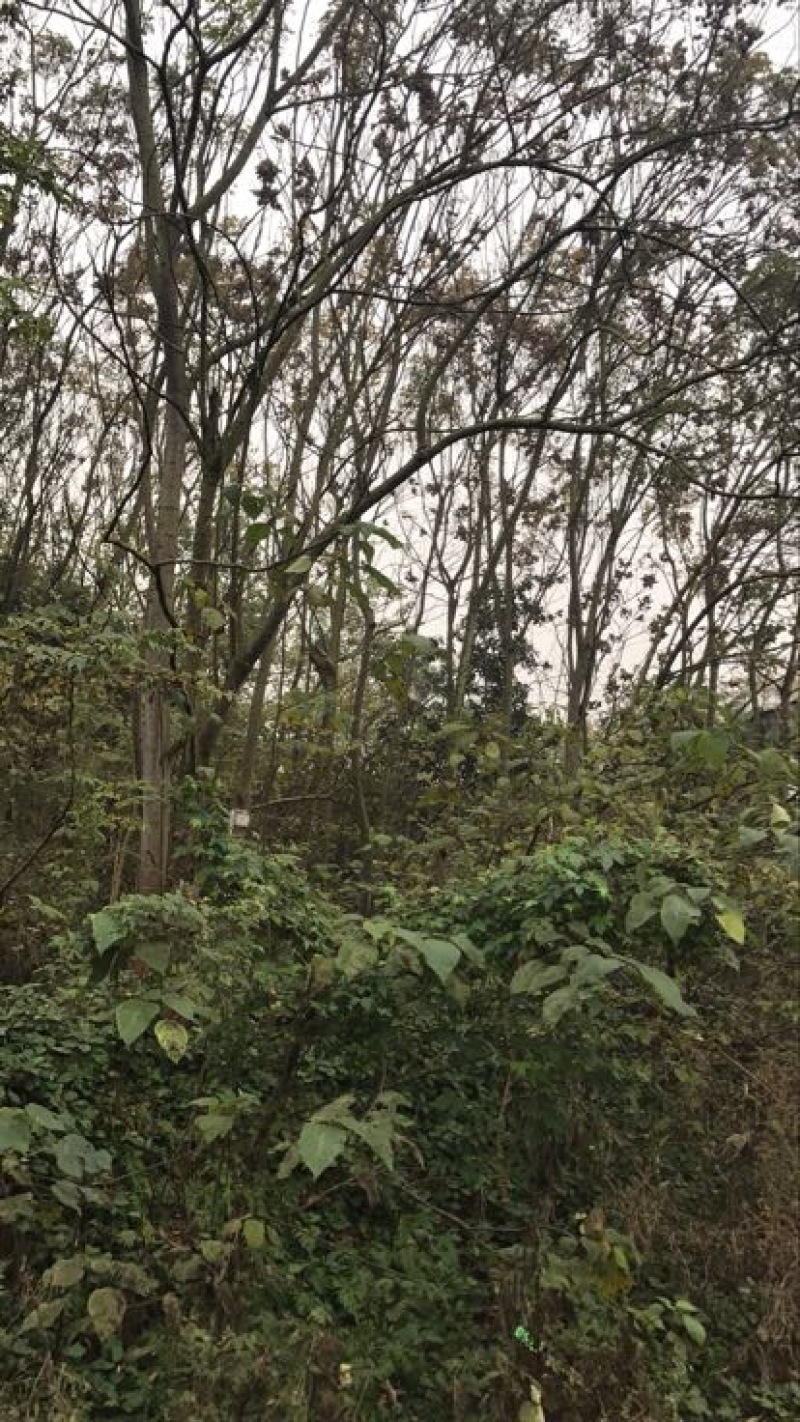 栾树10~12cm14~16cm4米以上