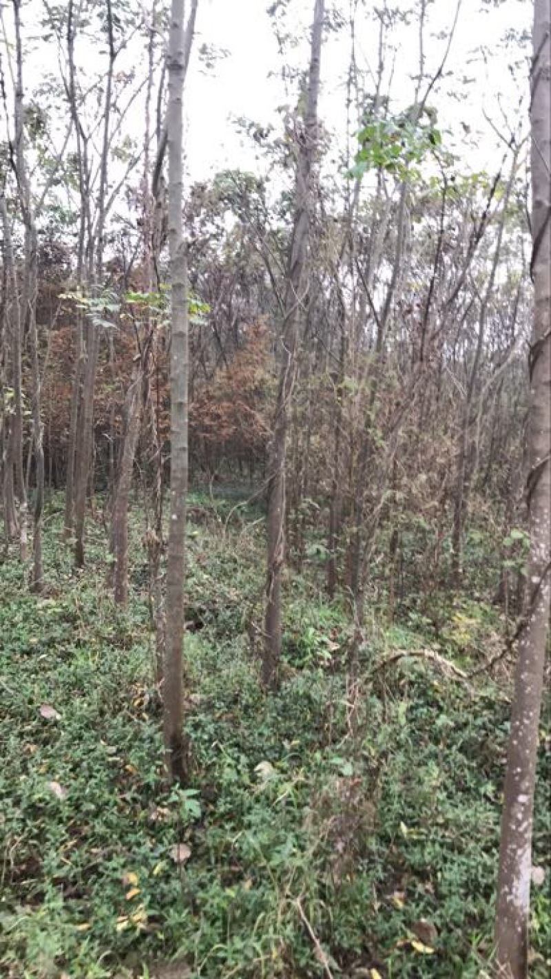黄山栾树16~18cm14~16cm4米以上