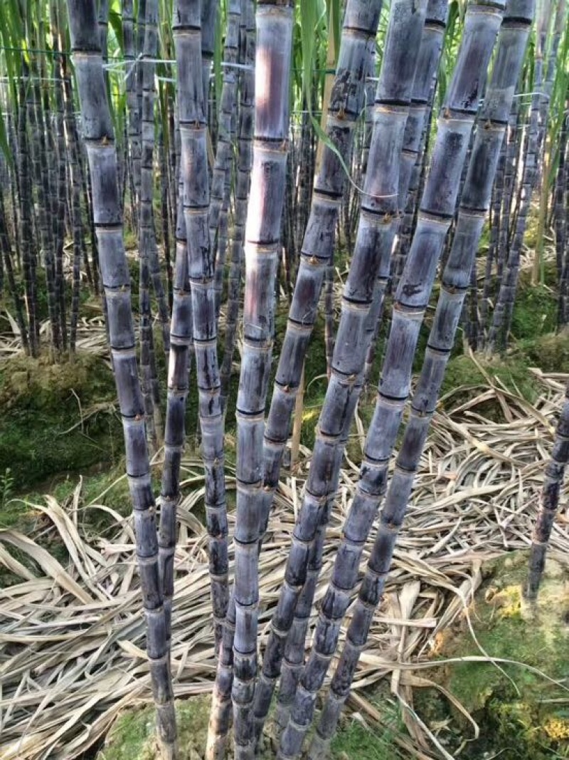 黑皮甘蔗苗，产地直供，技术可以交