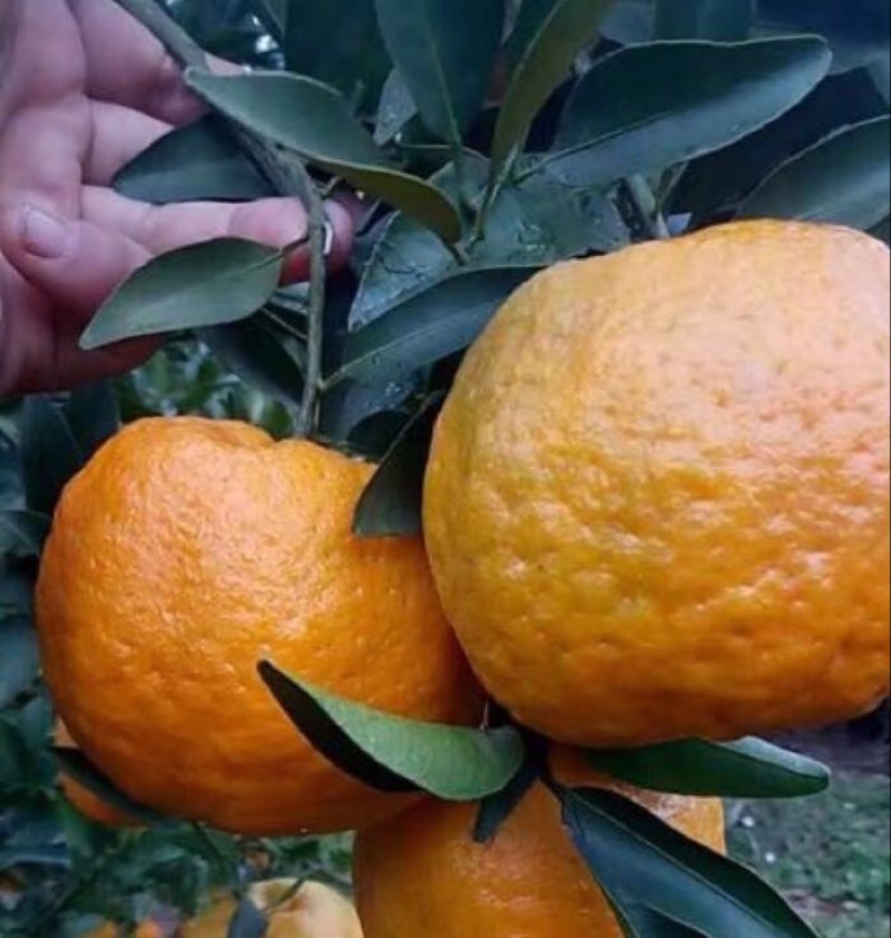 椪柑8cm以上