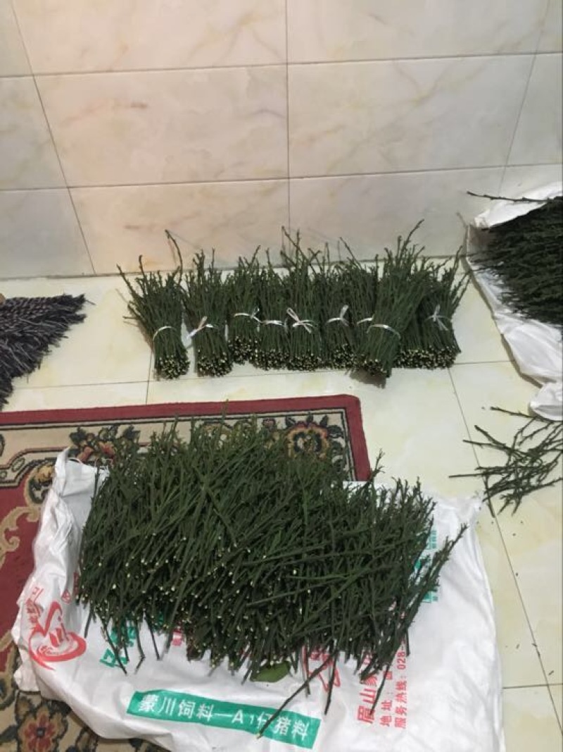 爱媛38，大雅一号，明日见，金秋砂糖橘枝条开国家检疫证