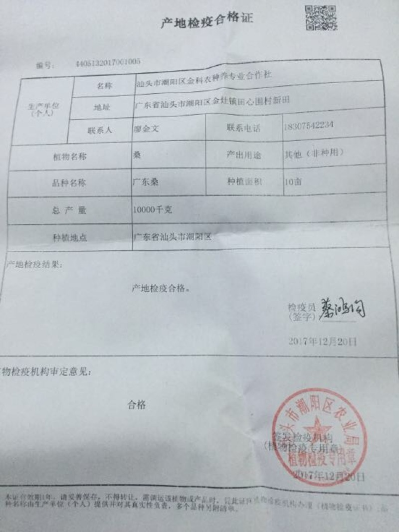 广东桑，新鲜桑葚，桑葚现采现发