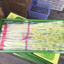 山东马家沟芹菜45cm以上各种品质礼盒，黄芯