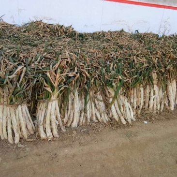 长白大葱30~40cm毛葱3cm左右