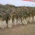 长白大葱30~40cm毛葱3cm左右