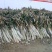 长白大葱30~40cm毛葱3cm左右