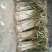 长白大葱30~40cm毛葱3cm左右