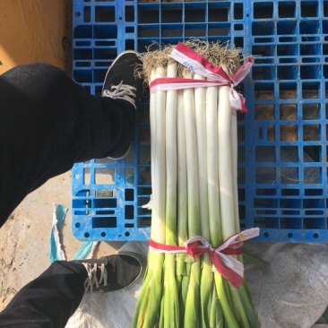 浙江大葱日本钢葱净葱2cm左右30~40cm