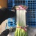 浙江大葱日本钢葱净葱2cm左右30~40cm
