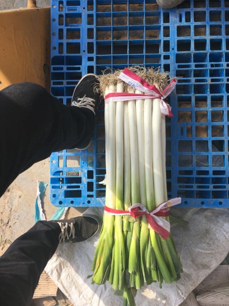 浙江大葱日本钢葱净葱2cm左右30~40cm