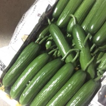 小黄瓜22~25公分鲜花带刺