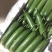小黄瓜22~25公分鲜花带刺