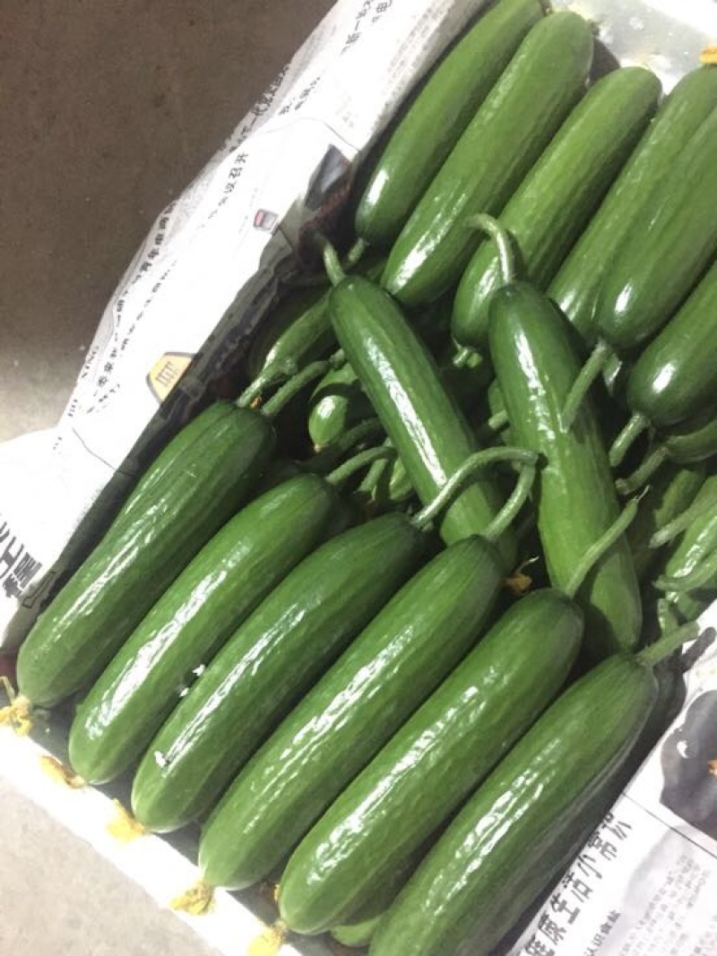 小黄瓜22~25公分鲜花带刺