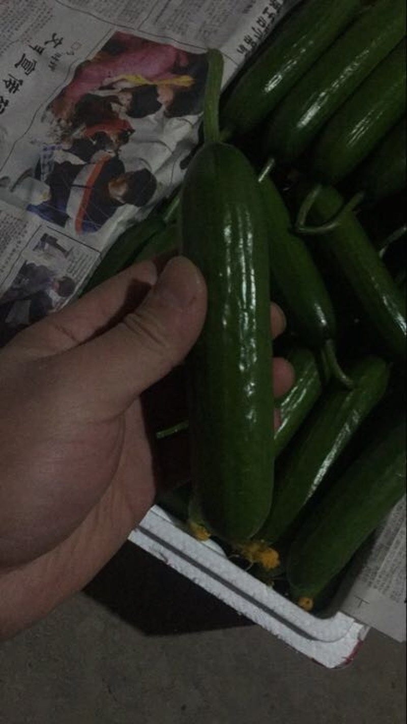 小黄瓜22~25公分鲜花带刺