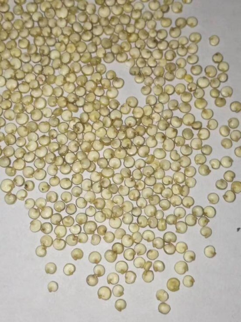 青海高原一级脱皮去皂苷藜麦米三色藜麦免洗批发