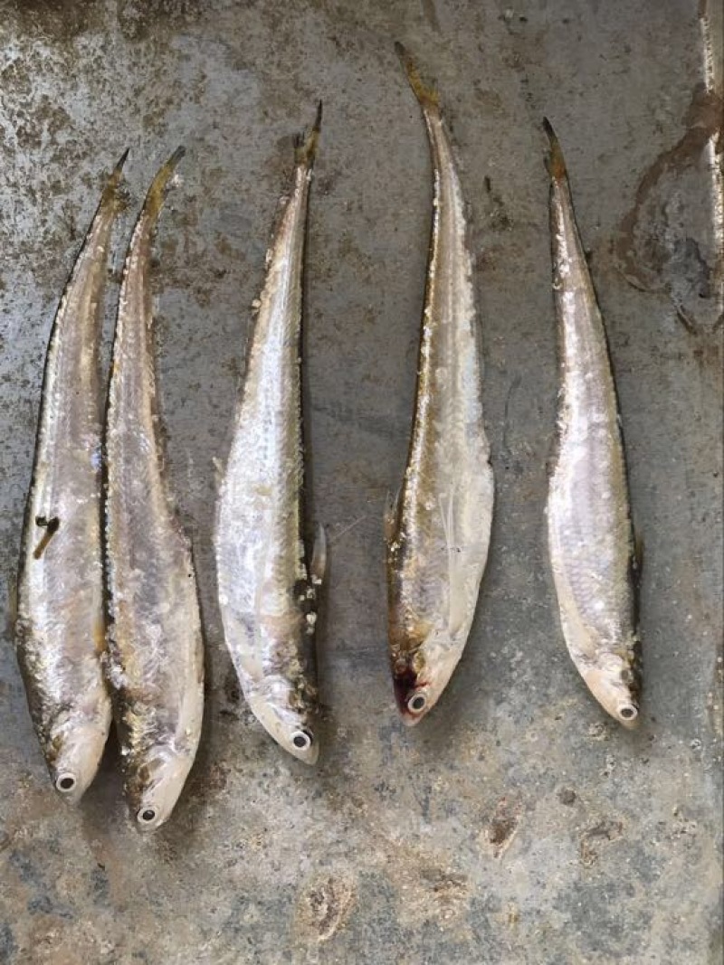 毛刀鱼食用冰鲜鱼