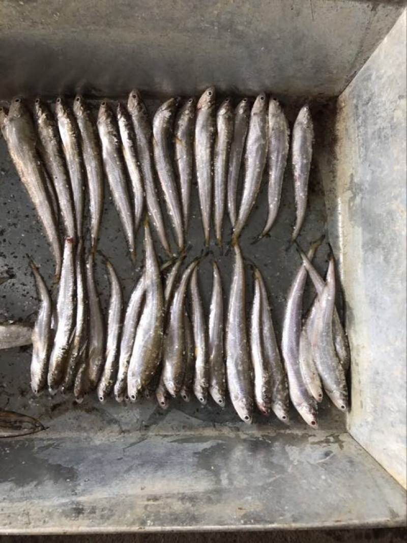 毛刀鱼食用冰鲜鱼