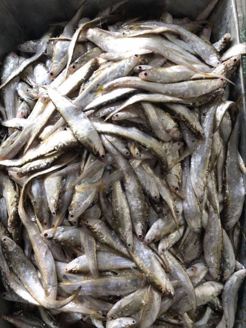 毛刀鱼食用冰鲜鱼