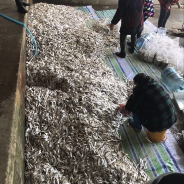 毛刀鱼食用冰鲜鱼