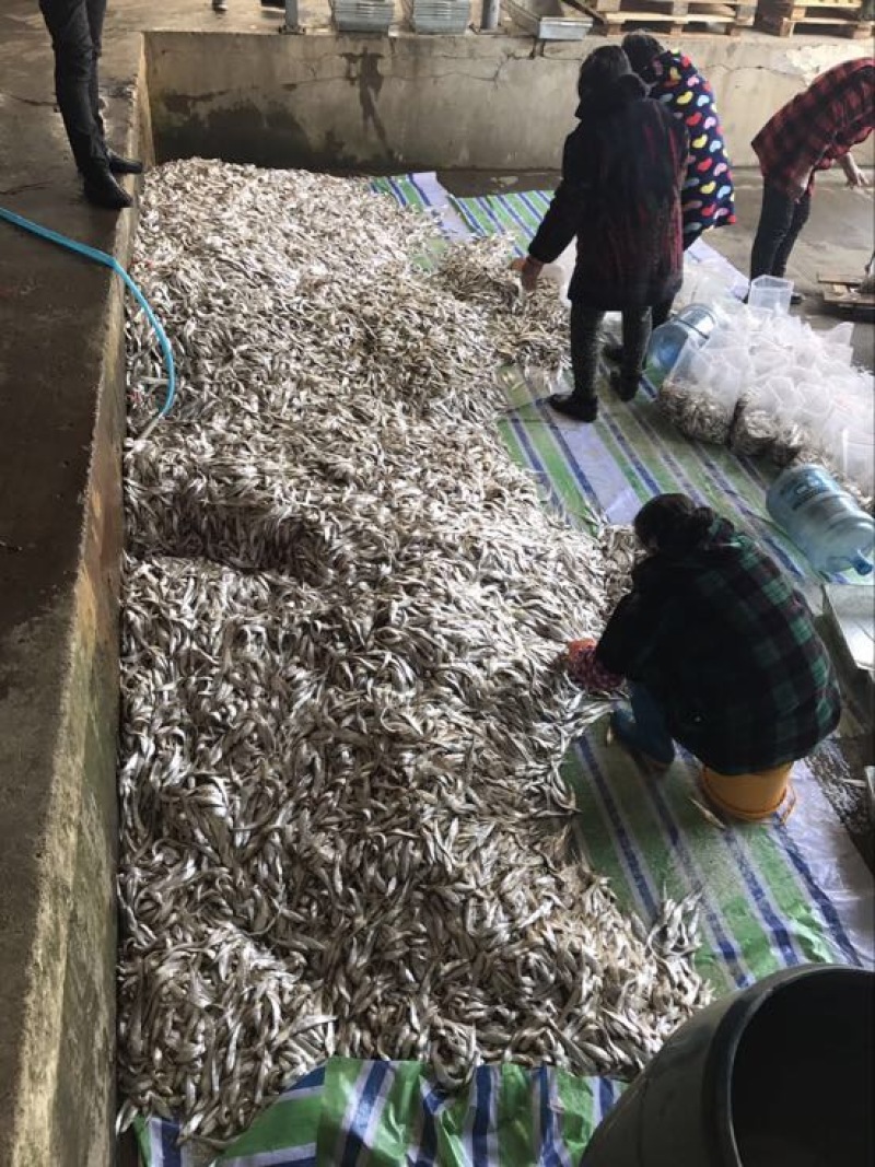 毛刀鱼食用冰鲜鱼