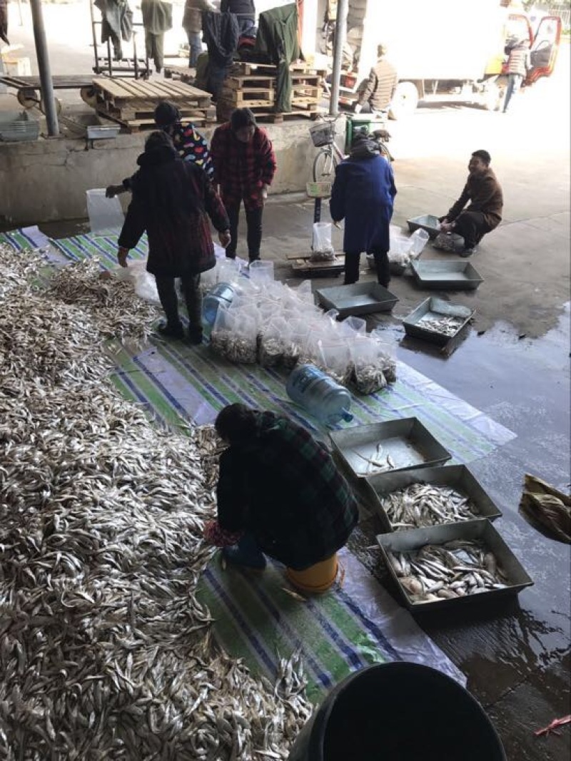 毛刀鱼食用冰鲜鱼