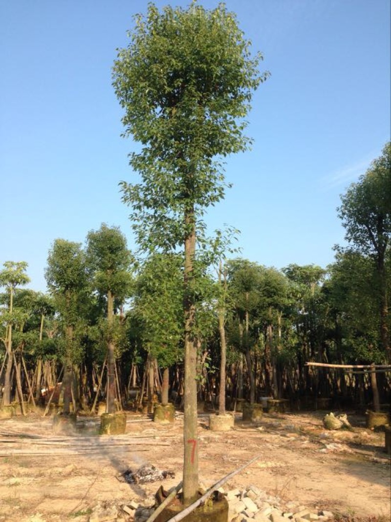 香樟20cm以上18~20cm0.5米以下
