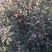 苹果树2~4cm4cm以下1~1.5米