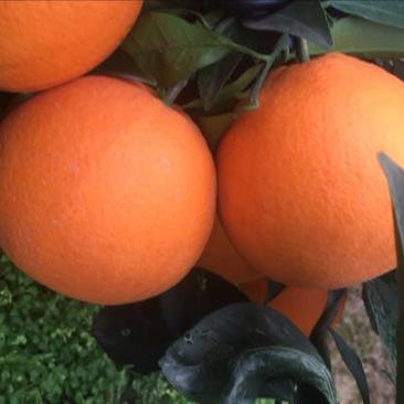 脐橙纽荷尔脐橙支持地头看货大量供应电商果