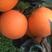 脐橙纽荷尔脐橙支持地头看货大量供应电商果