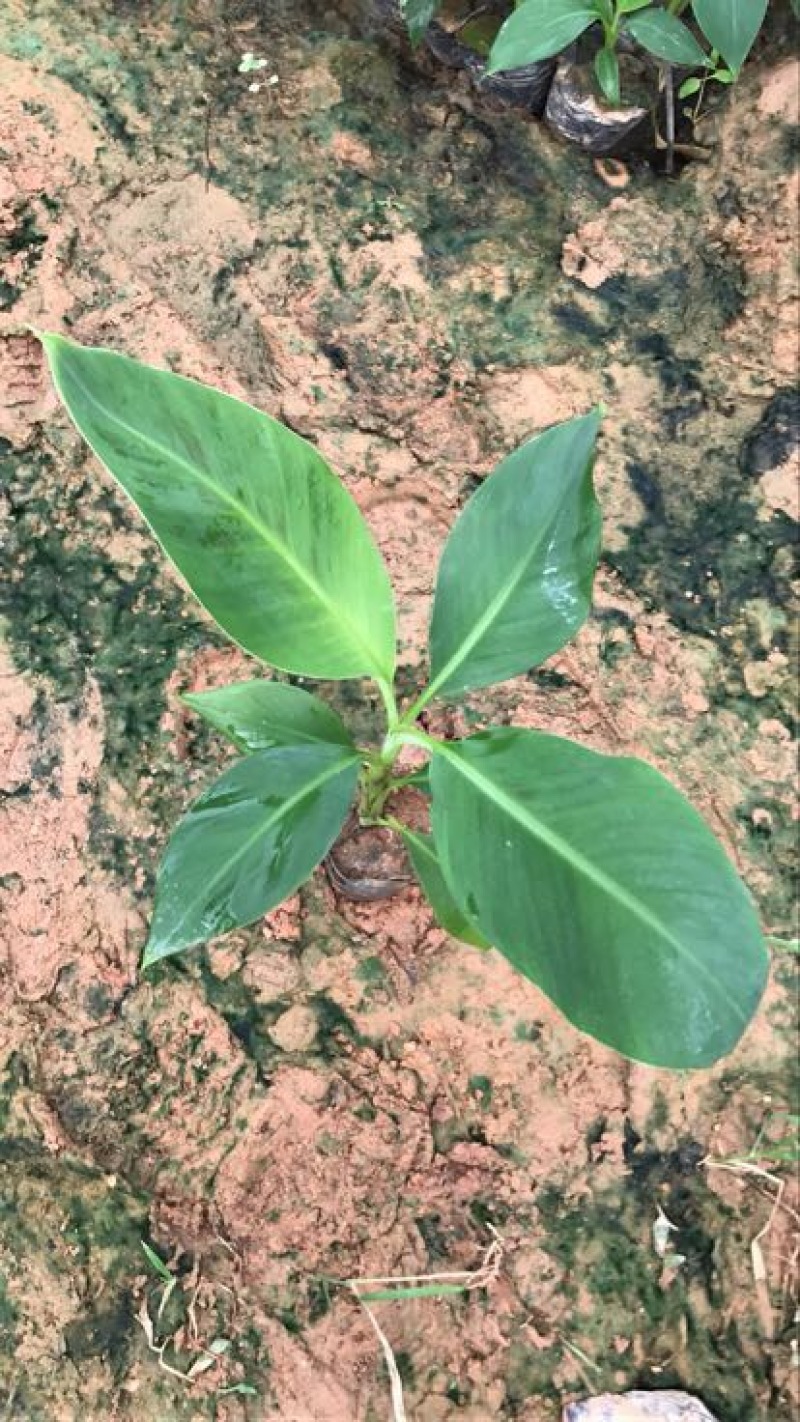 云南香蕉苗基地供应巴西香蕉苗