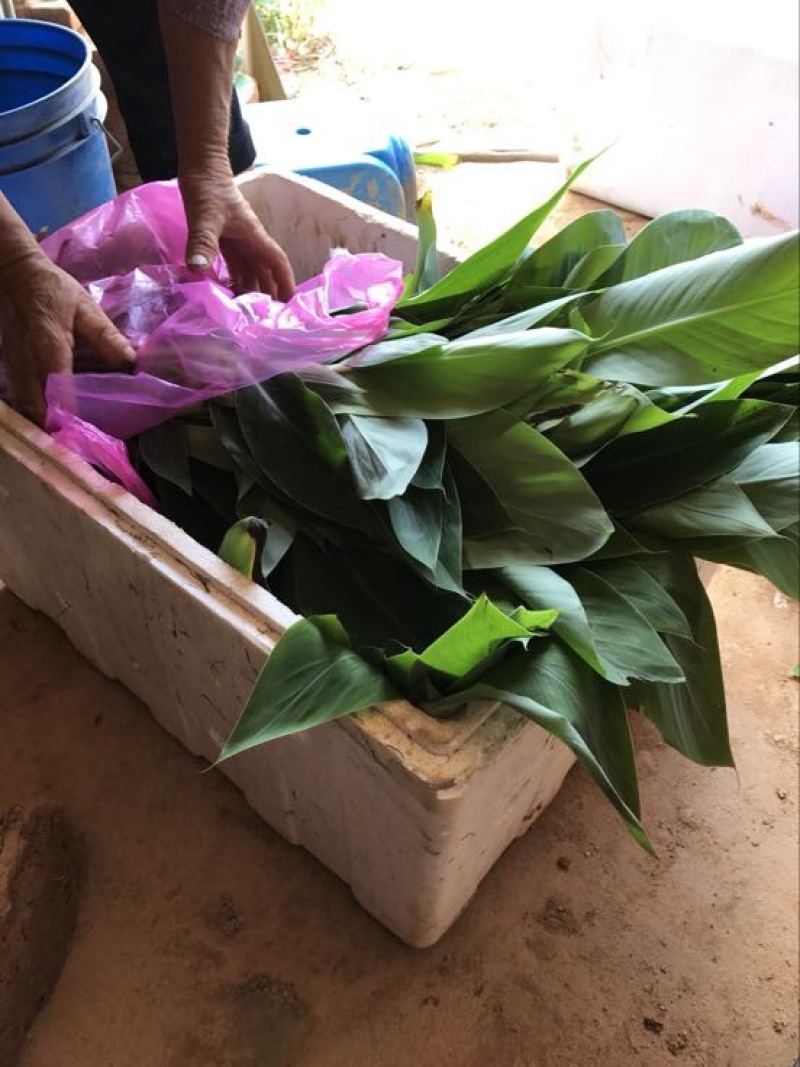 云南香蕉苗基地供应巴西香蕉苗