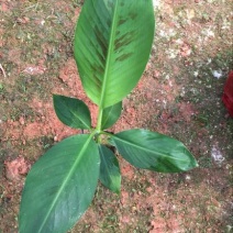 云南香蕉苗基地供应巴西香蕉苗