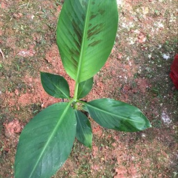 云南香蕉苗基地供应巴西香蕉苗